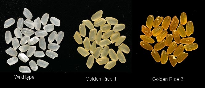 Semi di riso bianco, Golden Rice di prima generazione e Golden Rice di seconda generazione.