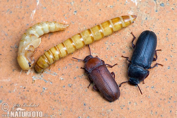 Adulti, larva (al centro) e pupa (a sinistra) di Tenebrio molitor 
