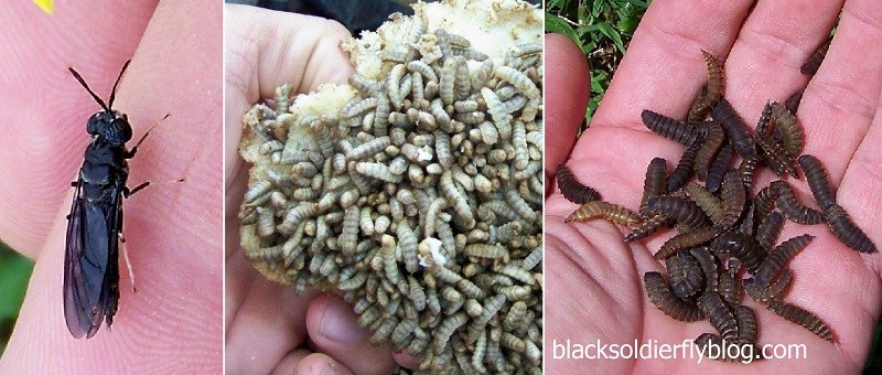 Adulto, larva e pupa di Hermetia illucens 