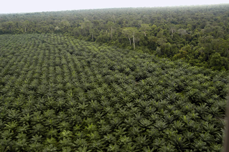 Aree agricole destinate alla coltivazione di palme da olio ottenute dalla deforestazione della foresta primaria