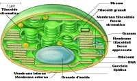 La fotosintesi: piante C3 e C4