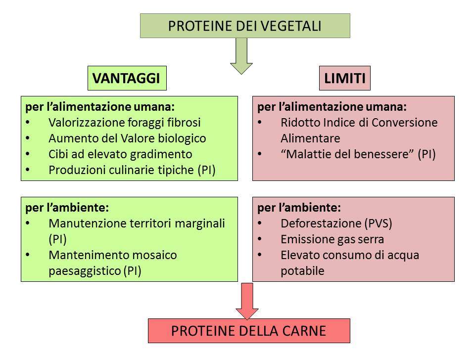 Vantaggi e limiti della trasformazione delle proteine vegetali in proteine animali 