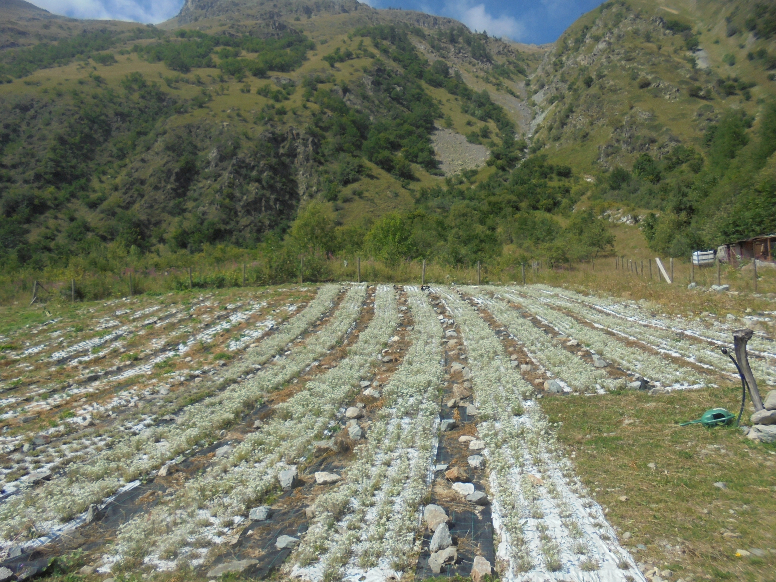 Coltivazione di erbe officinali in Valle Stura di Demonte (CN)
