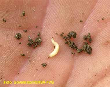 Larva di diabrotica 