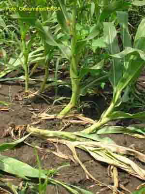 Danni causati da diabrotica (allettamento) su piante di  mais
