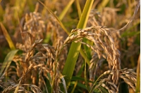 Il Golden Rice