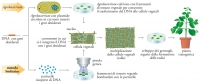 31 - Le tecniche piÃ¹ recenti: l'ingegneria genetica