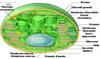 106 - La fotosintesi: piante C3 e C4