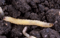 16 - Esempi di insetti sulle colture: la diabrotica e la piralide del mais