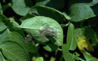 19 - Esempi storici: peronospora della patata e southern corn blight